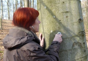 Horch_die_Säft_steigen