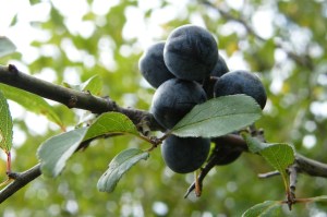 Schlehdorn_Prunus_spinosa