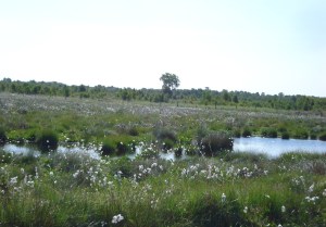 Wildes_Moor_Wollgras