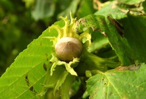 Haselnuss_Corylus_avellana