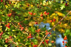 Hundsrose_Rosa_canina