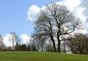 Kieler_Berg_Doppeleiche