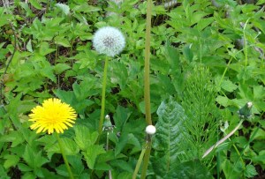 Loewenzahn_Taraxacum_officinalis