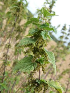 Große_Brennnessel_Urtica_dioica