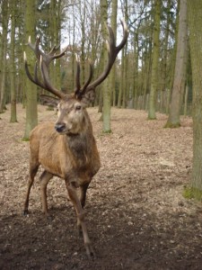Rothirsch_Cervus_elaphus