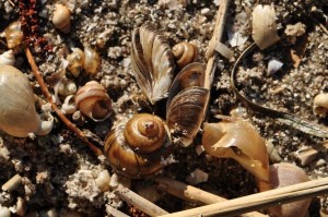 Suesswasser_Schnecken_und_Muscheln