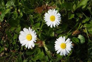 gaensebluemchen_bellis_perennis_blueten