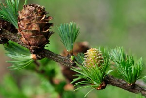 laerche_larix_europaea_bluete_zapfen