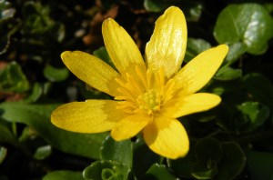 scharbockskraut_ranuculus_ficaria