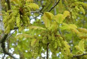 stieleiche_quercus_robur_blueten-2