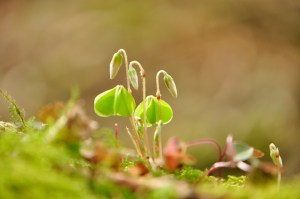 wald_sauerklee_oxalis_acetosella_bluete-3