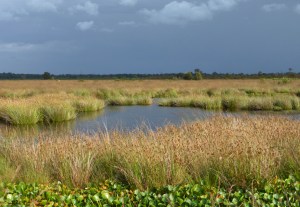 wildes_moor_bei_rd_schlangenwurz